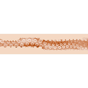 Fleshlight Fantasy Sasha Nakamoto - реалистичный мастурбатор